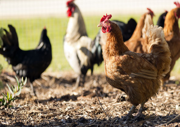 Chicken feed in Sebastopol